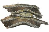 Mammoth Molar Slice With Case - South Carolina #130696-1